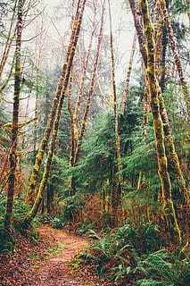 forest trail, tree, birch, nature, outdoors, flora, plant, land HD wallpaper