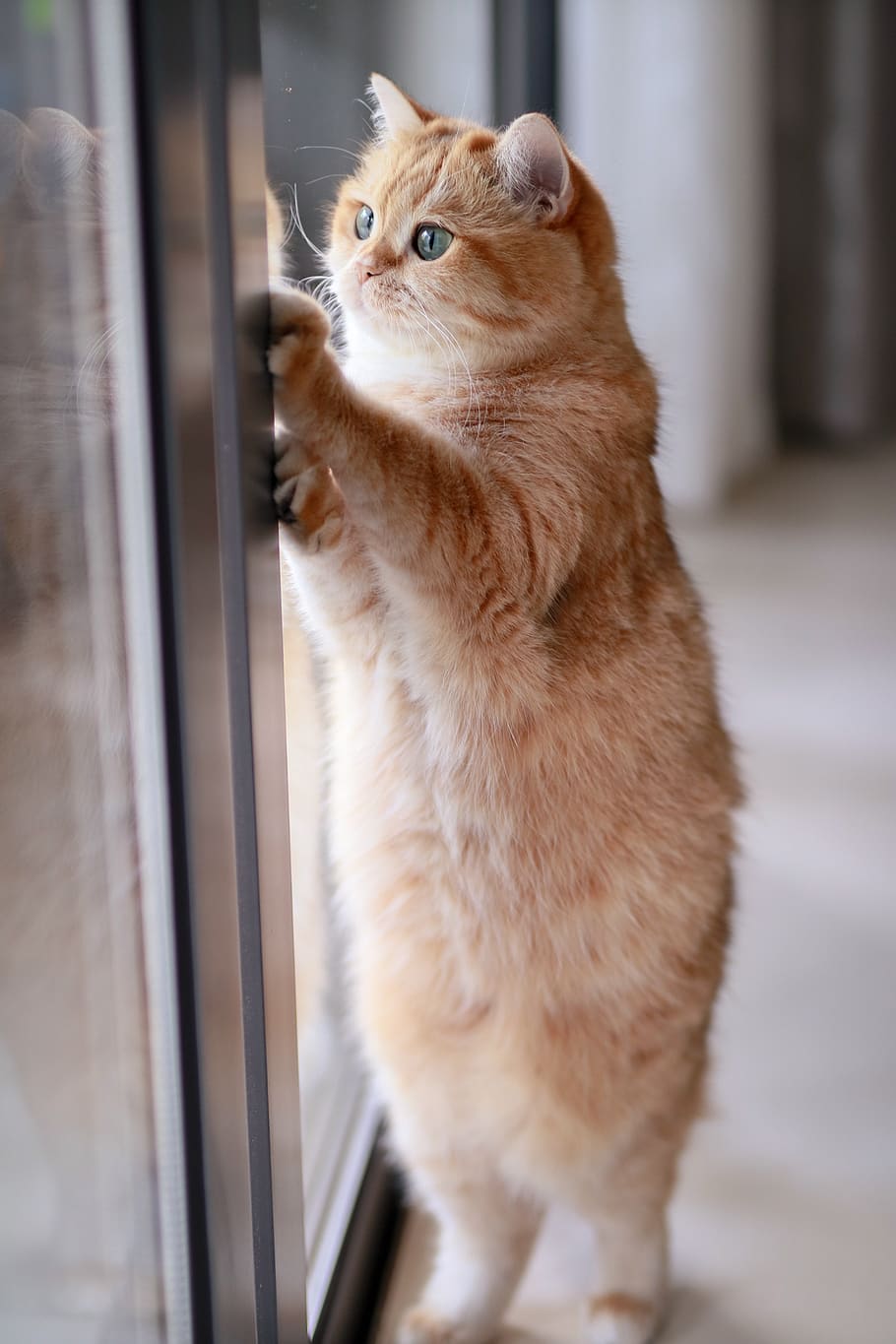 orange tabby cat leaning on glass slide door, pet, animal, mammal