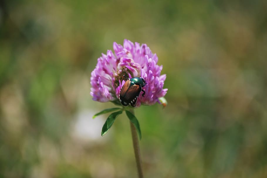 clover, purple, bug, beetle, nature, bloom, plant, flower, blossom HD wallpaper