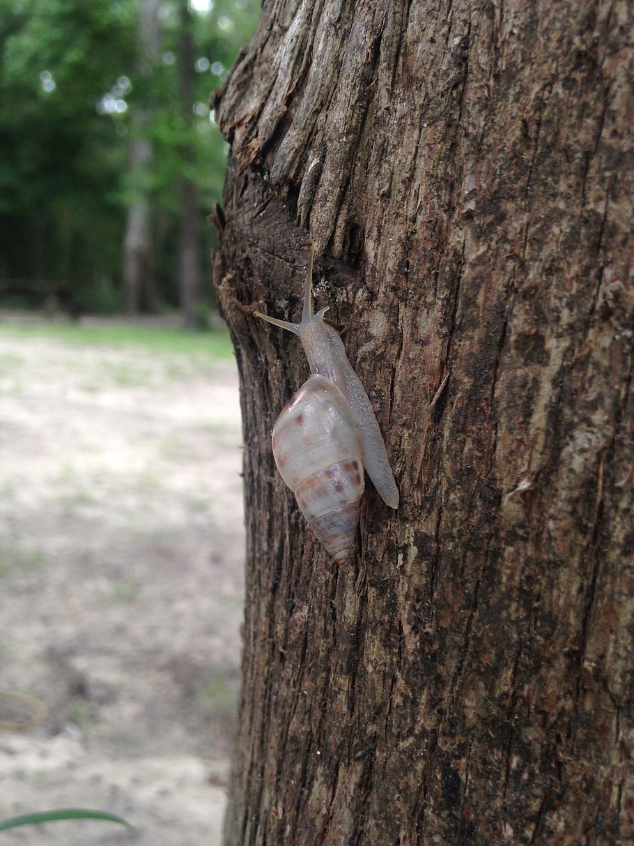 snail, tree, slow, nature, shell, tree trunk, animal themes HD wallpaper