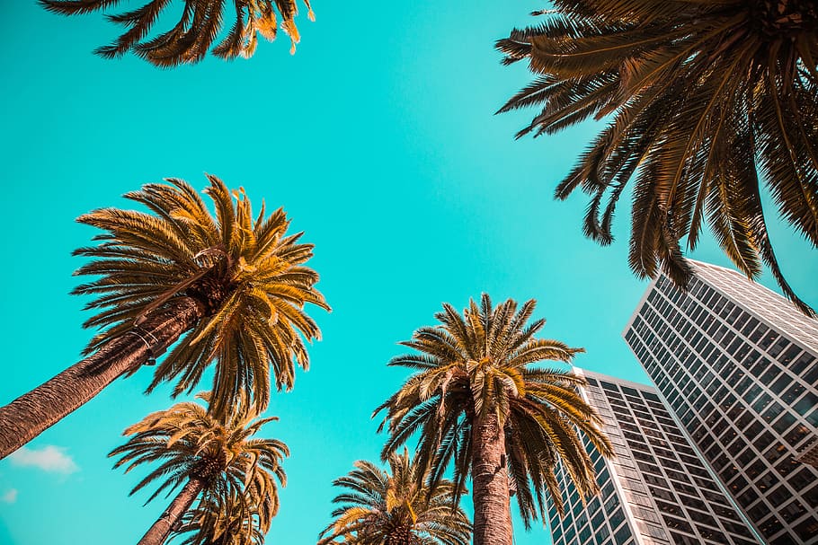 Tropical Beach Palms from Below Against Clear Sky, architecture, HD wallpaper