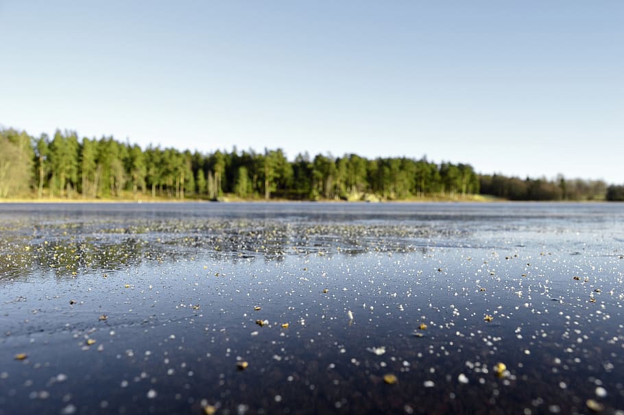 sweden, forest, tree, trees, lake, ice, outdoor, nature, winter HD wallpaper