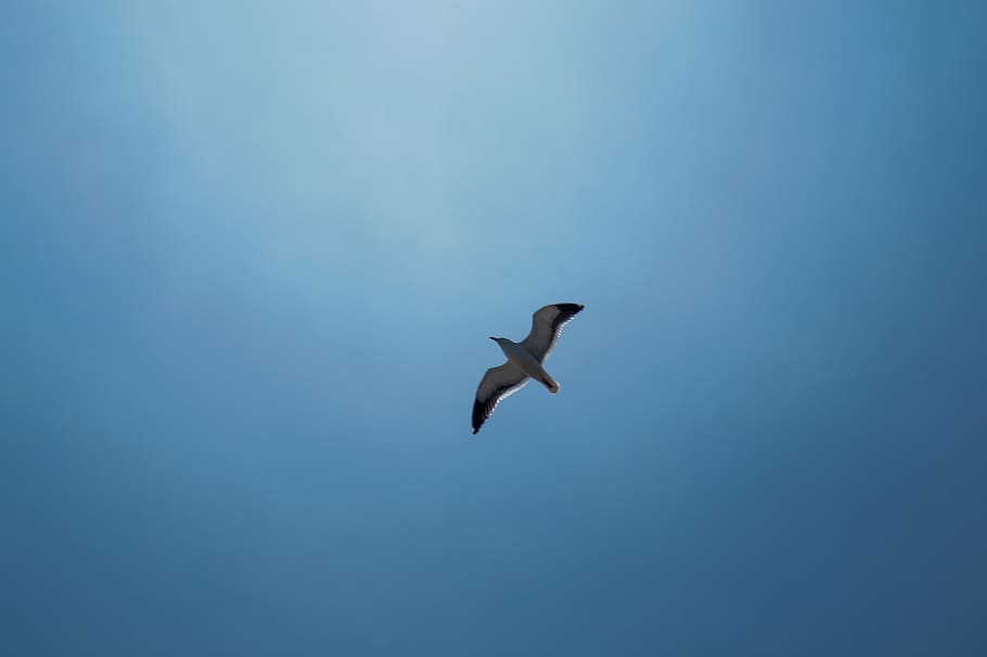 bird, animal, flying, seagull, sky, air, gaviota, ocean, photography, HD wallpaper