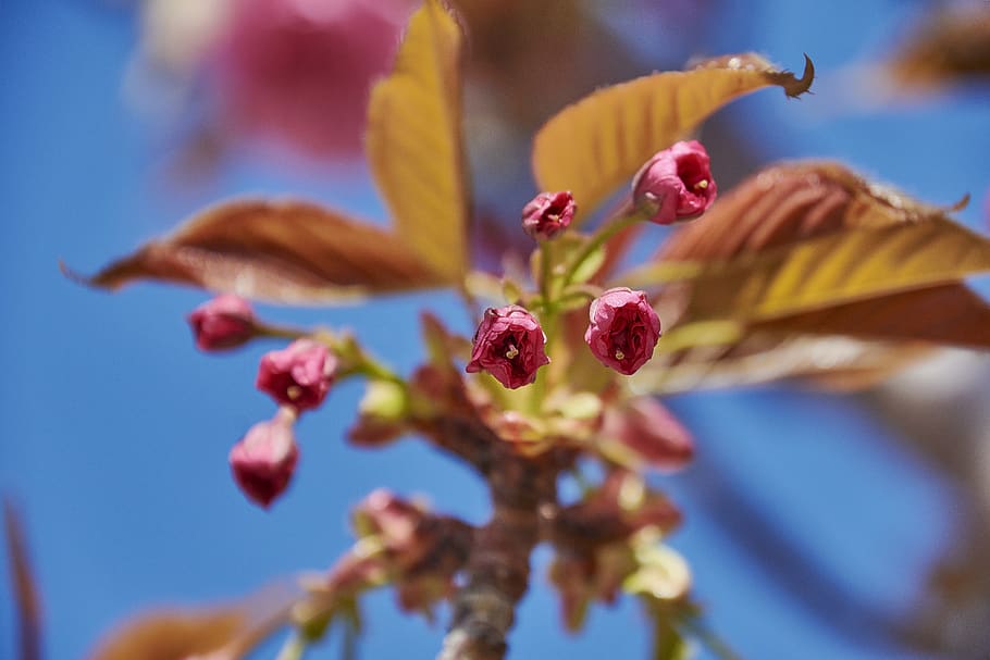 flower, cherry, branch, flowering, plant, outbreak, colorful HD wallpaper