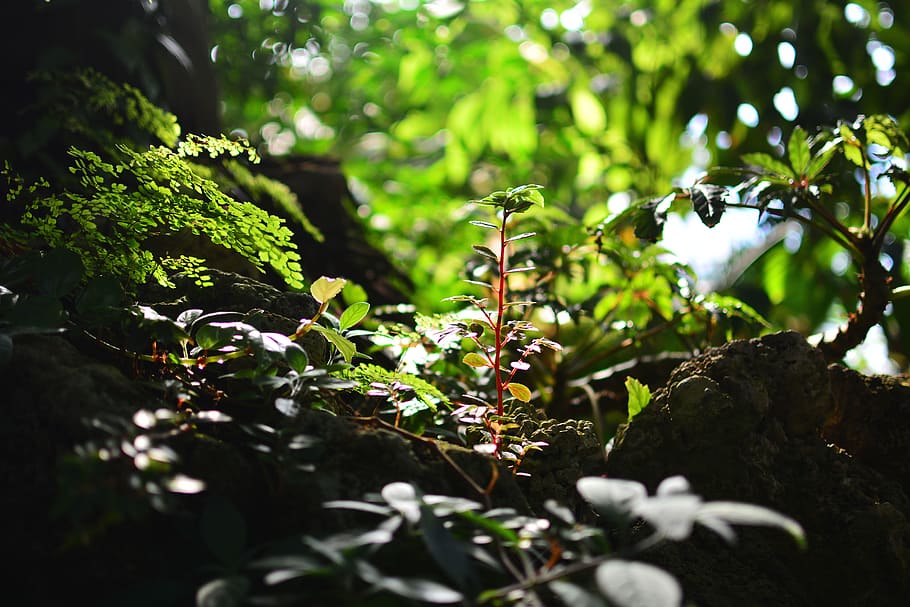 plants, macro, sunshine, bokeh, green, herb, growth, green color HD wallpaper