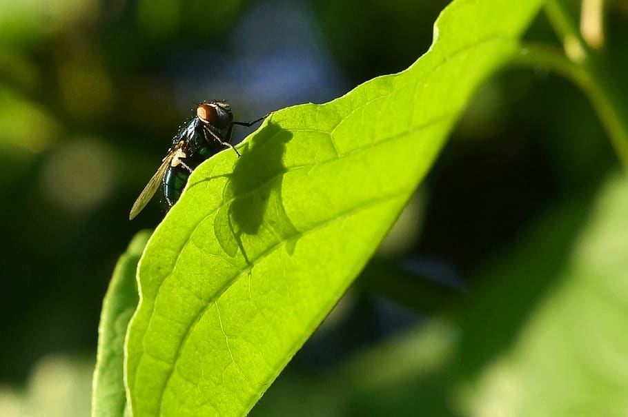 fly, shadow, leaf, light, summer, insect, green, dew, nature HD wallpaper