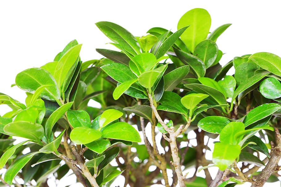 background, botany, flora, floral, flores, foliage, green, growing HD wallpaper