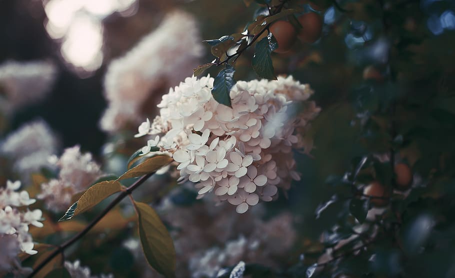 beige petaled flower, plant, blossom, flora, russia, saint petersburg HD wallpaper