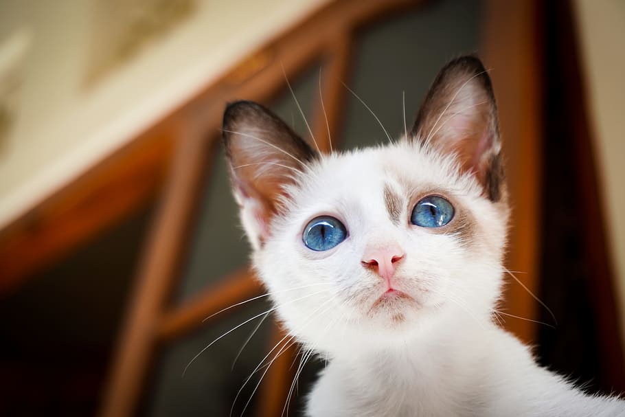 house, cat, white, blue, eyes, animal, pet, mammal, nature HD wallpaper