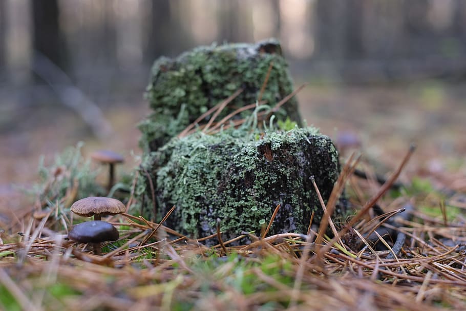macro, tree, grzyby, nature, forest, selective focus, plant HD wallpaper