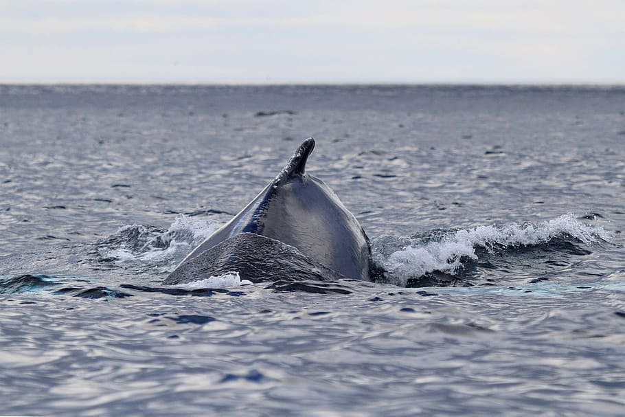 Whale swimming., humpback whale, newfoundland and labrador, canada