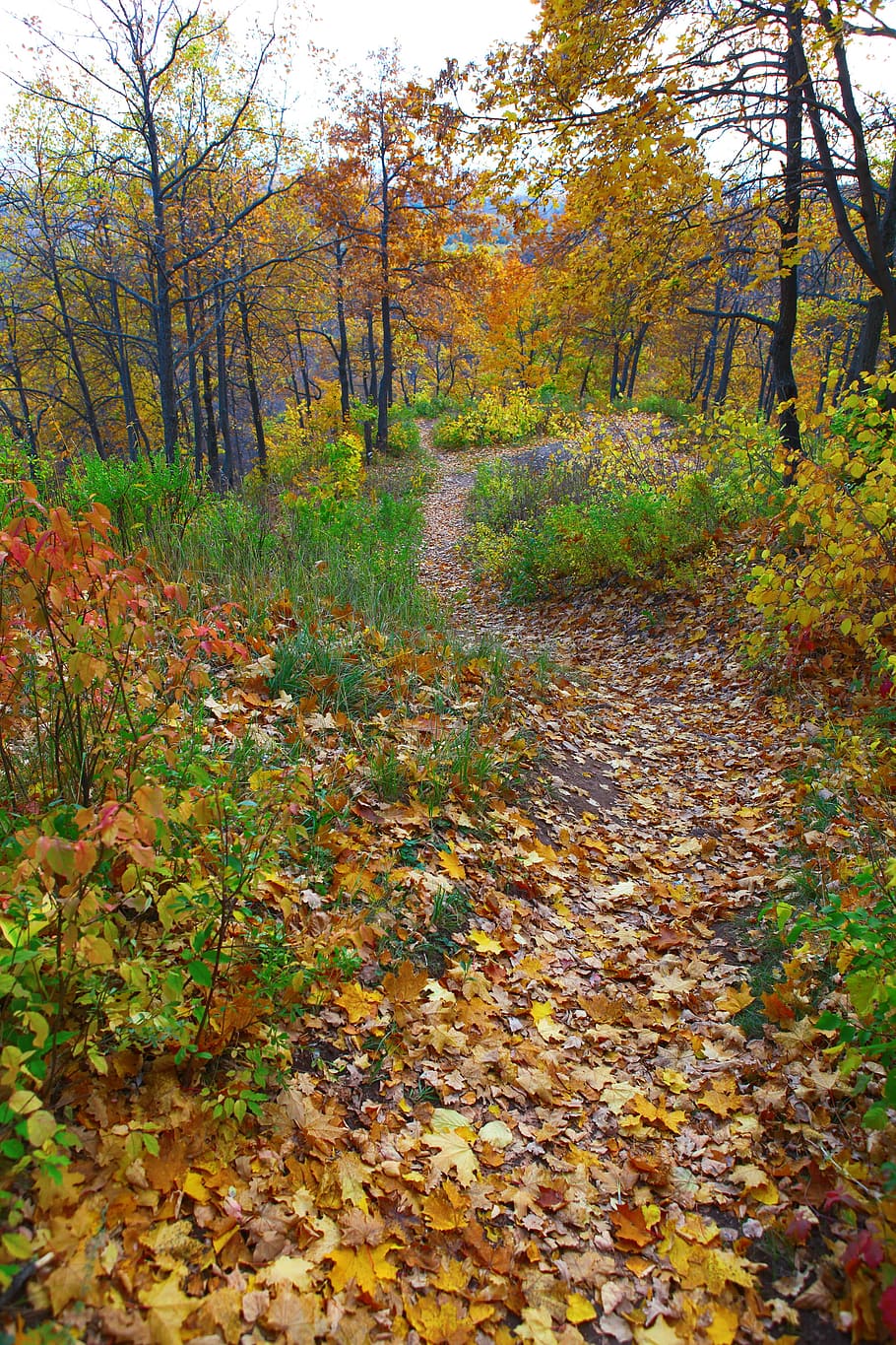 autumn, forest, scene, leaf, leaves, yellow, tree, park, wood HD wallpaper