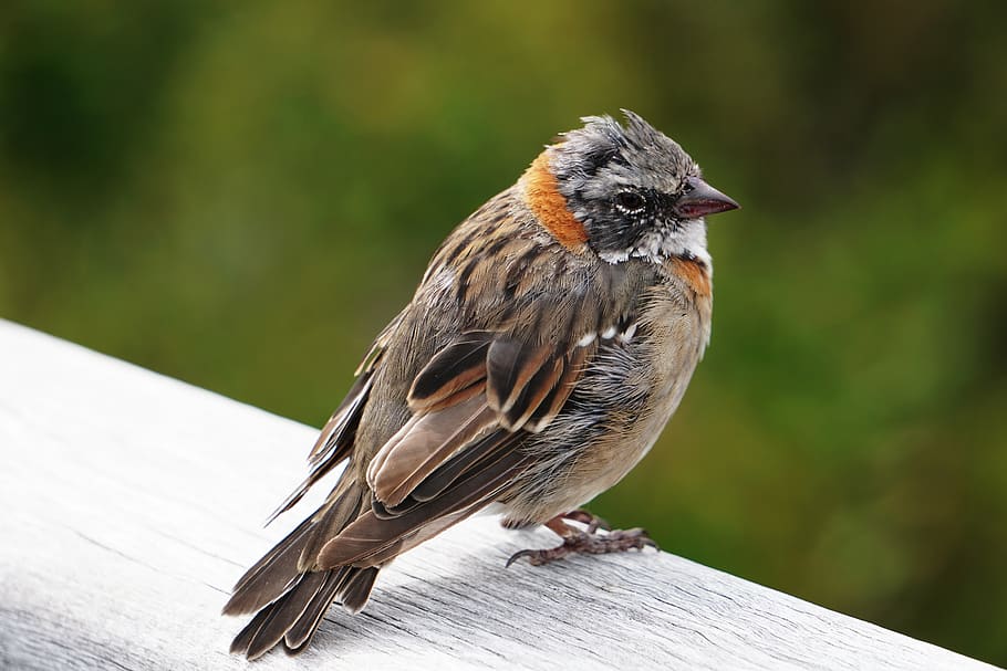 brown bird perching on branch, animals in the wild, vertebrate HD wallpaper
