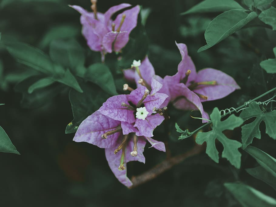 philippines, plant, plant part, leaf, beauty in nature, growth HD wallpaper