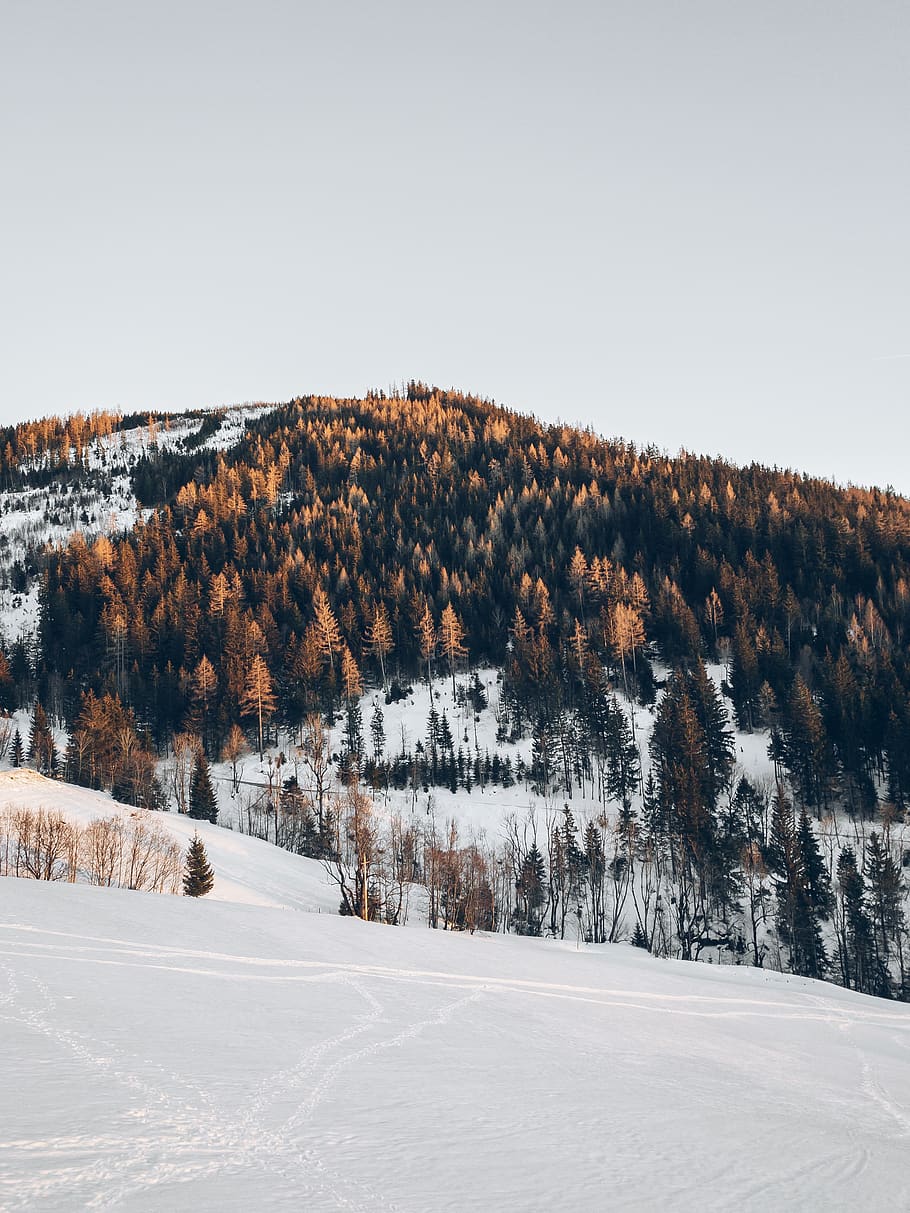 brown trees on mountain, plant, abies, fir, austria, conifer HD wallpaper