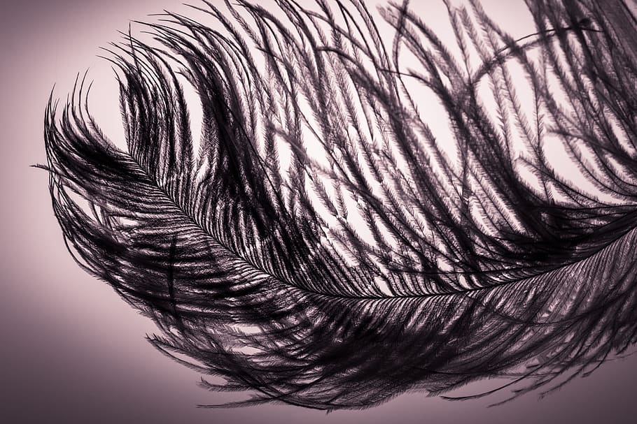 spring, strauss, bird, animal, wing, nature, feather, silk HD wallpaper