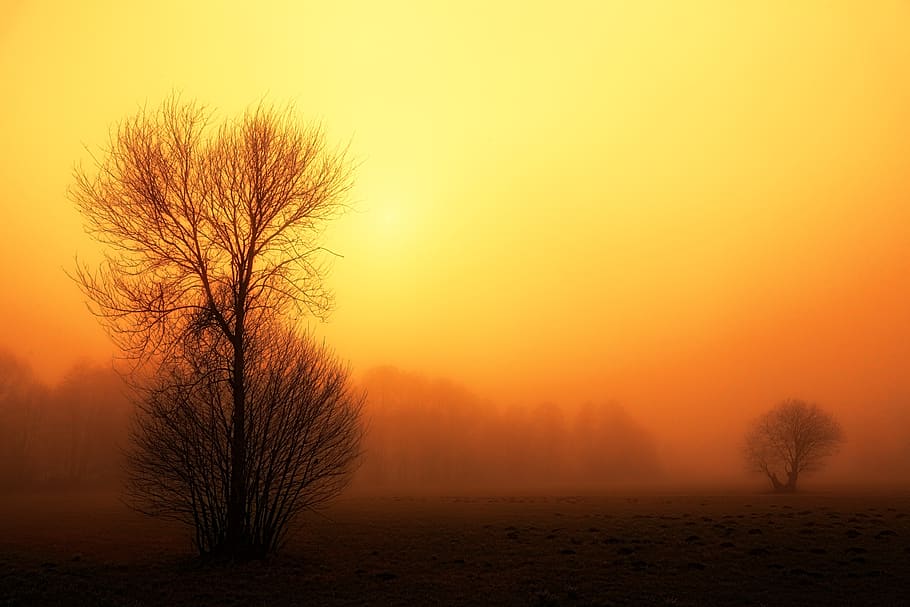 sunset, dawn, nature, fog, foggy, landscape, trees, autumn HD wallpaper
