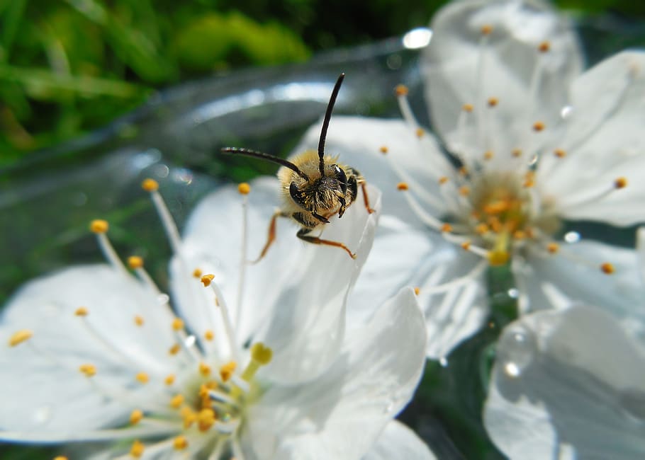 bee, flowers, spring, insect, flying, flowering plant, fragility HD wallpaper