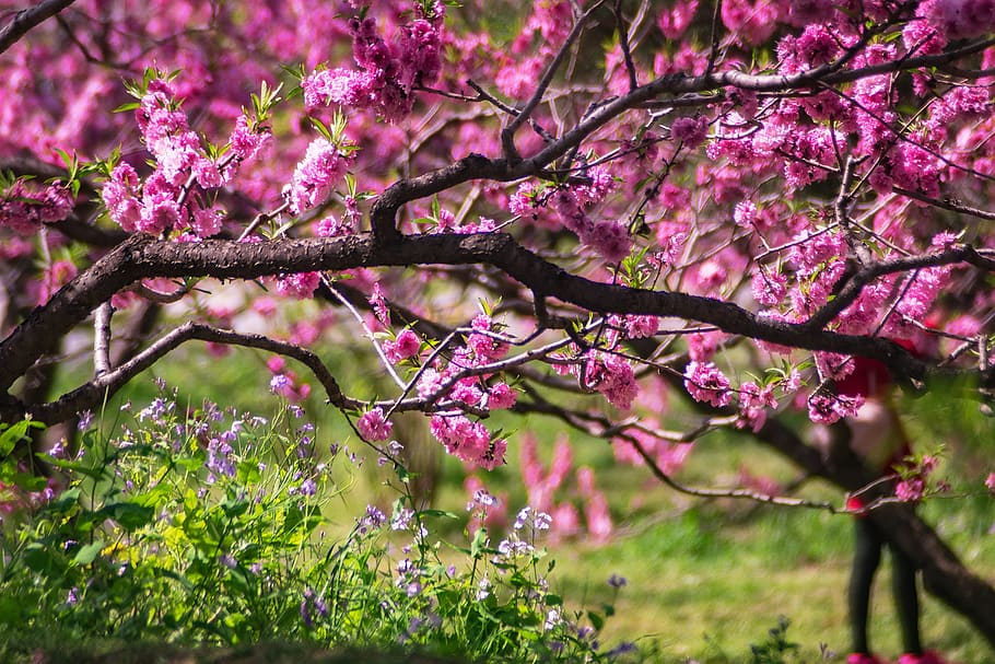 Hd Wallpaper China Beijing 美丽 绿色 桃花 树枝 植物园 北京 Wallpaper Flare