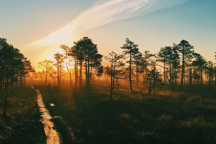 trees, swamp, bog, sunrise, nature, mist, fog, plant, tranquility HD wallpaper