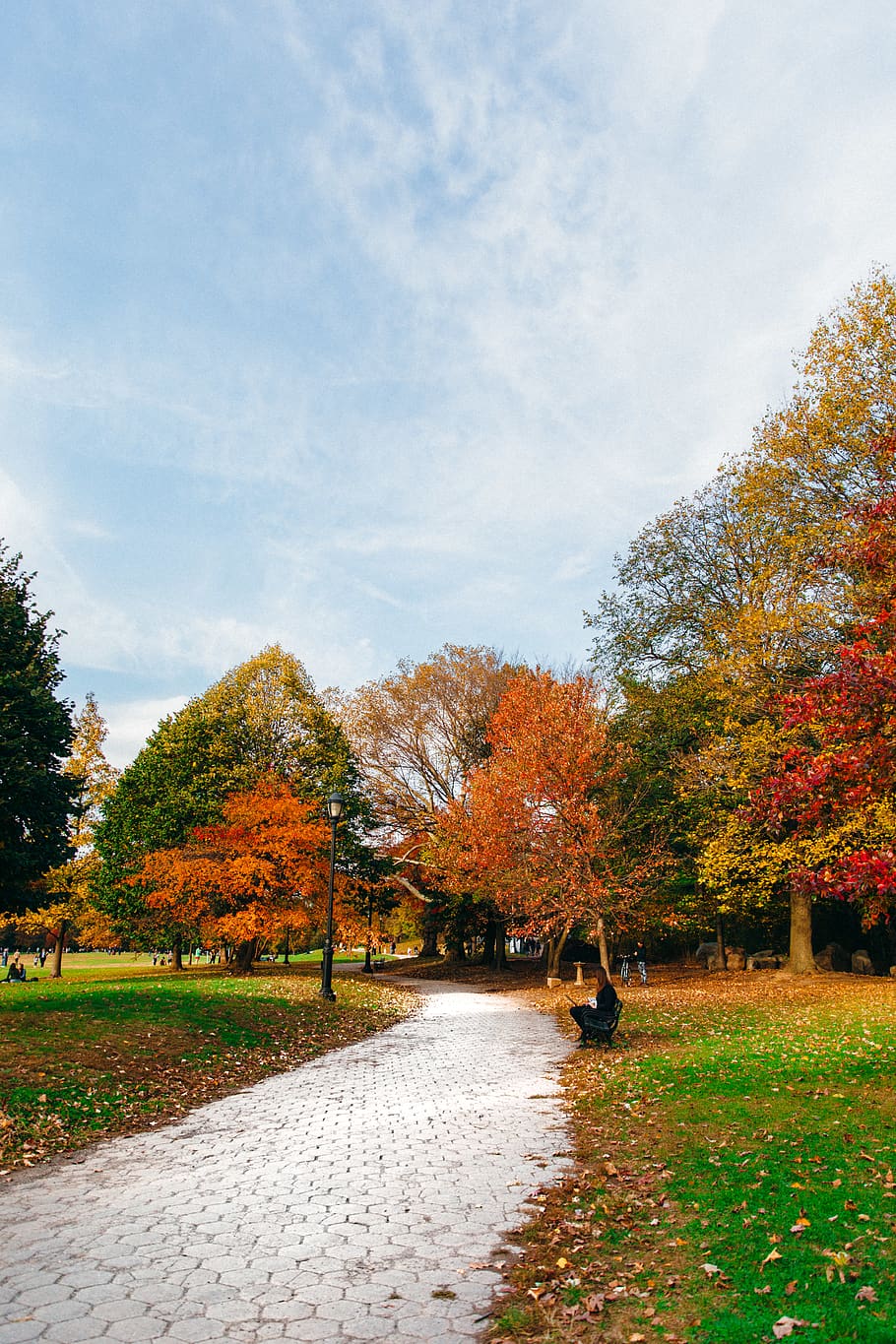 prospect park, united states, fall, autumn, new york, nyc, tree, HD wallpaper
