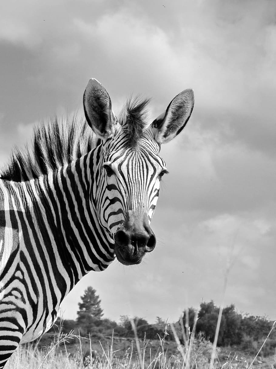 zebra, hartmann's, mother, child, baby, zebra baby, black and white, HD wallpaper