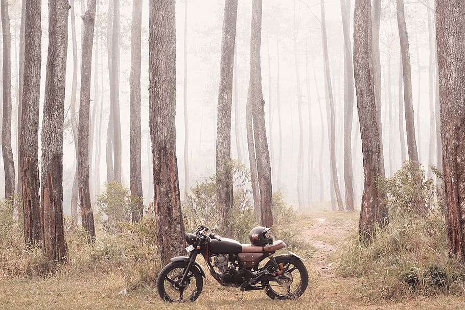 black and brown tracker motorcycle parked in woods, transportation, HD wallpaper