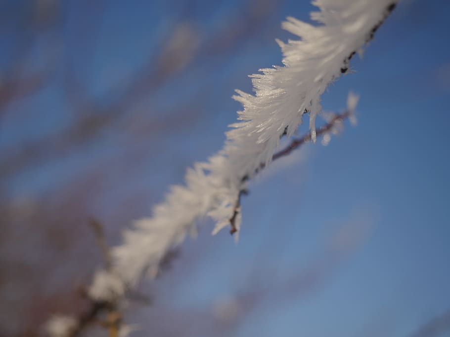 ice crystal, branch, winter, cold, frozen, wintry, frosty, cold temperature HD wallpaper