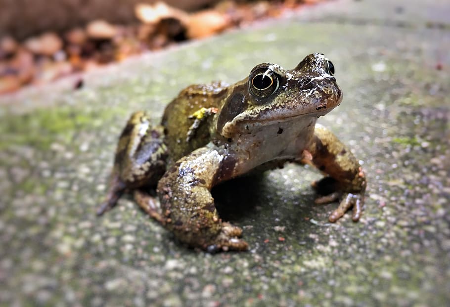 frog, wildlife, toad, animal, animal themes, one animal, animal wildlife HD wallpaper
