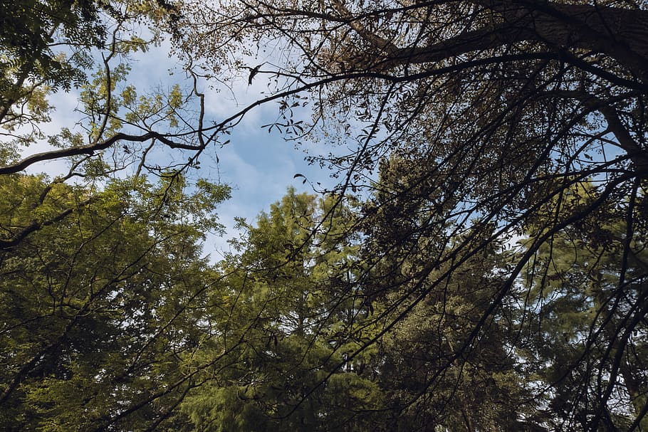 germany, cuxhaven, trees, sky, nature, forest, plant, low angle view HD wallpaper