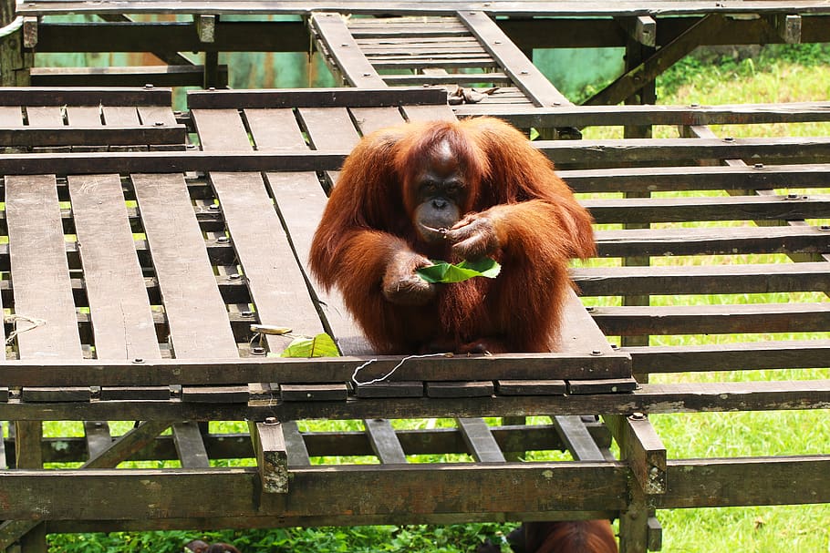 orangutan, endangered, primate, rainforest, animal, monkey HD wallpaper