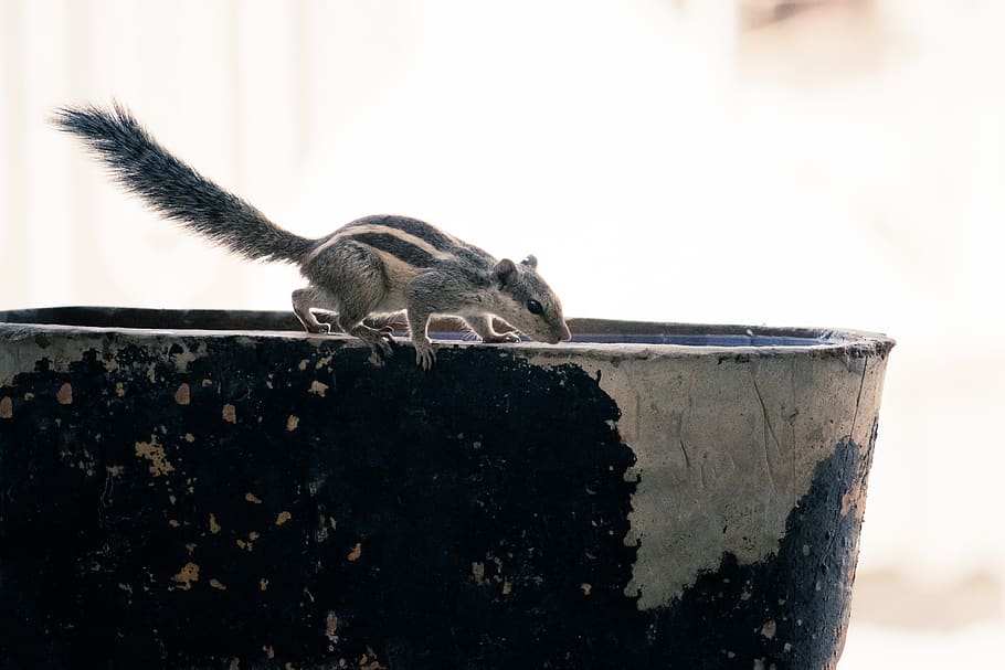 gray squirrel on pot, rodent, animal, mammal, gandhinagar, bird HD wallpaper
