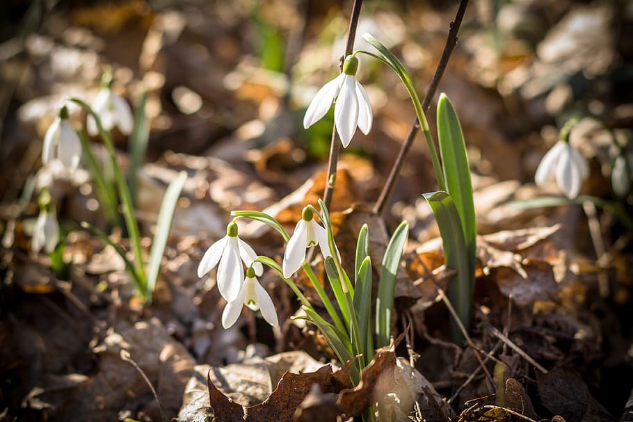 snowdrop, spring, bloom, green, petal, nature, flora, flower HD wallpaper