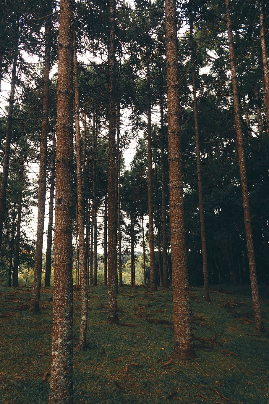 Photo of Tree Trunks During Daytime, conifers, environment, evergreen HD wallpaper