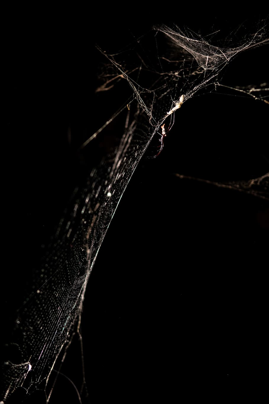 close-up, insect, invertebrate, no people, animal, studio shot HD wallpaper