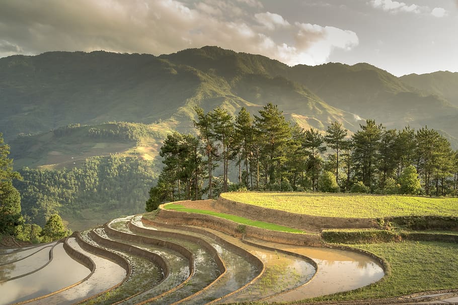 season, pour water, transplanted rice, minority, field, terraces, HD wallpaper