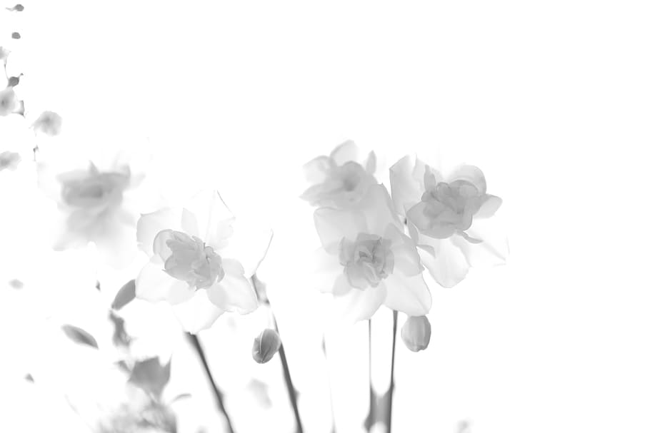 flowers, flowering plant, beauty in nature, petal, vulnerability HD wallpaper