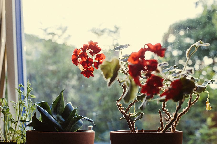 flower, geranium, window, red, backlight, blur, plant, growth HD wallpaper