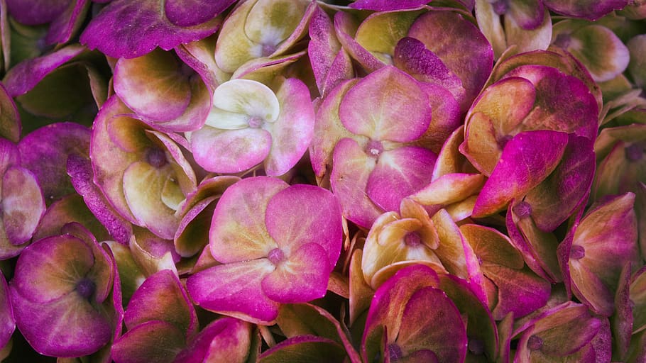 hydrangeas, background, flowers, close up, bright, hydrangea flower HD wallpaper