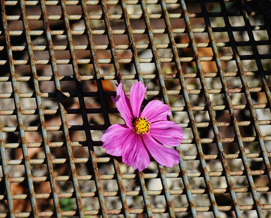 grid, rust, metal, rusty, iron, weathered, structure, grating HD wallpaper