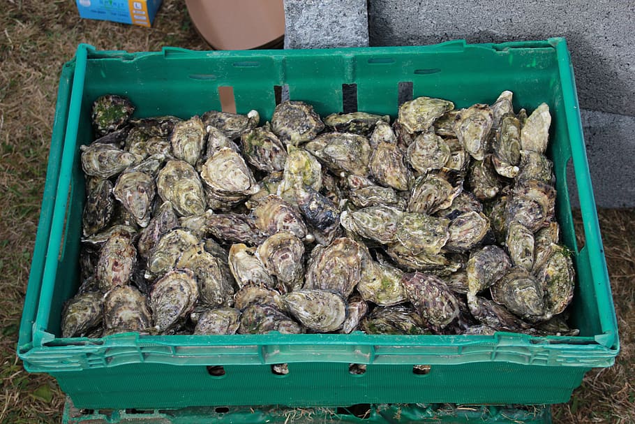 oysters, seafood, shellfish, container, food and drink, high angle view HD wallpaper