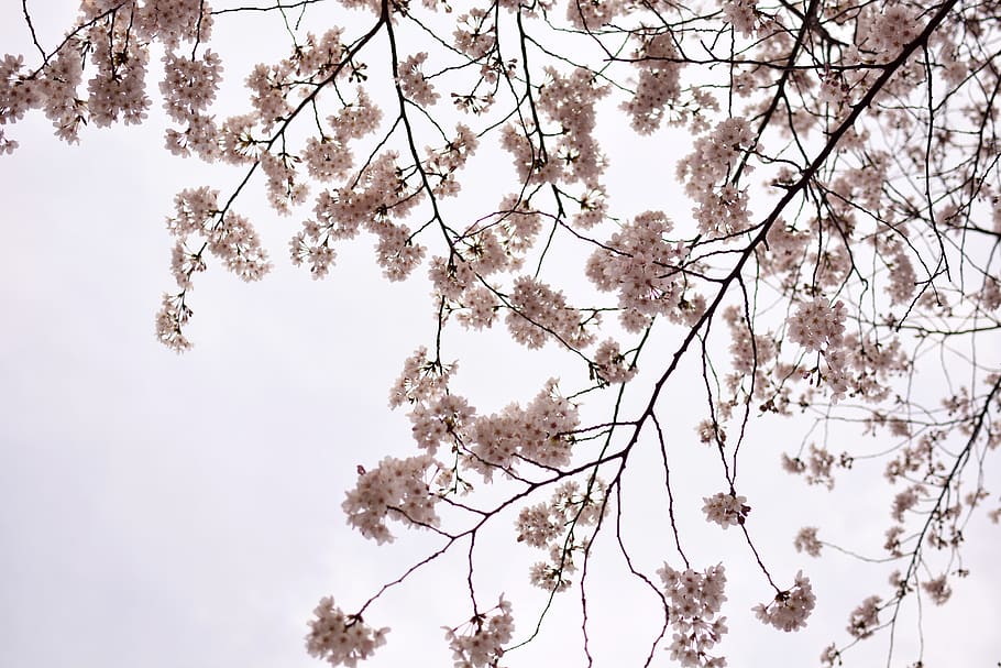 japan, tokyo, tree, sakura, flowers, plant, flowering plant HD wallpaper