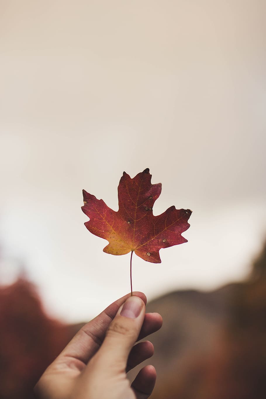 HD wallpaper: selective focus photography of person holding maple leaf