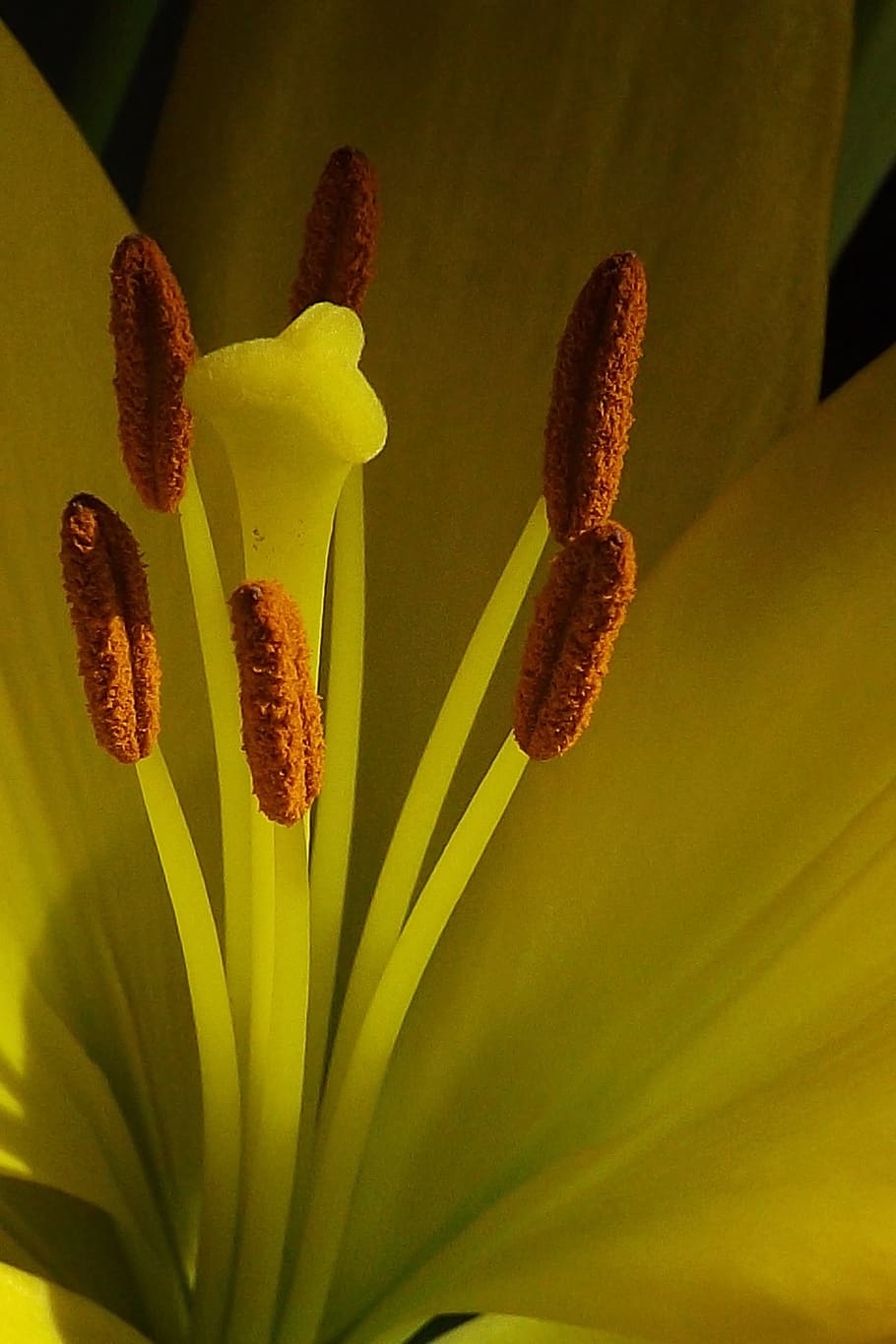 lily, flower, macro, growth, close-up, plant, freshness, beauty in nature HD wallpaper