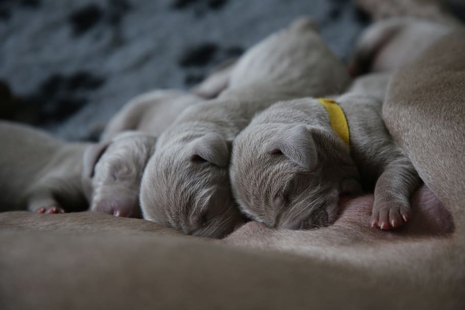 gray puppies, mammal, animal themes, relaxation, domestic, pets HD wallpaper