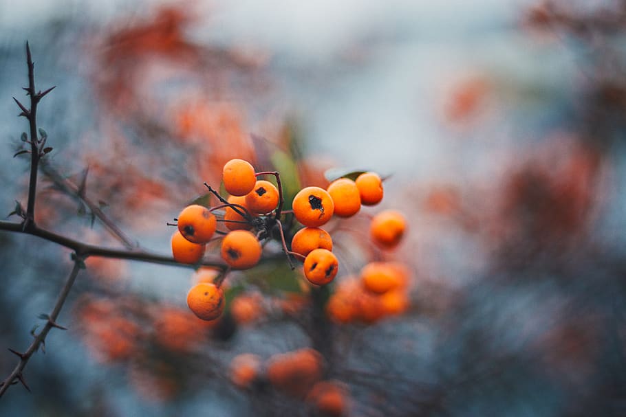 Round Yellow Fuirt, ash, berries, blur, blurred background, branch HD wallpaper