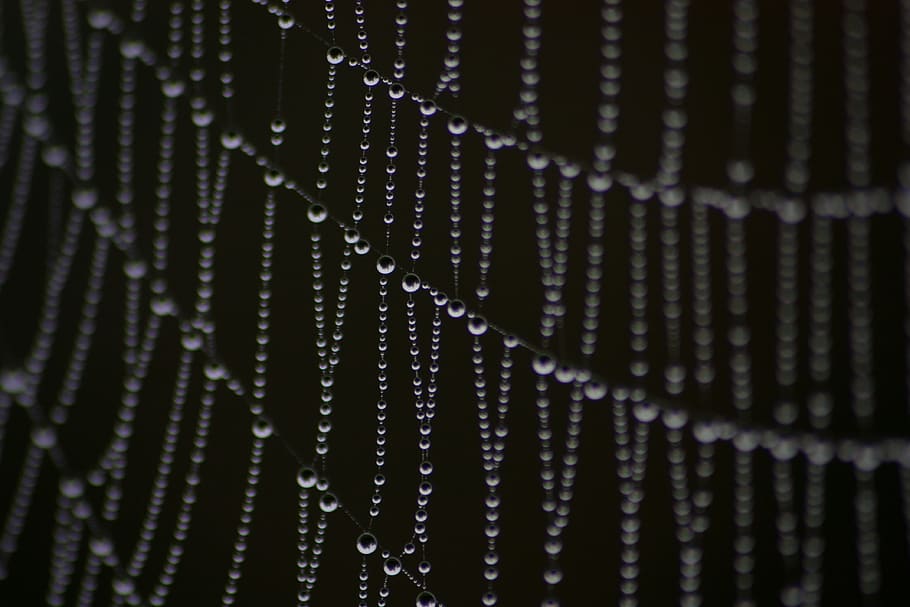 Grayscale Photography Water Dew on Spider Web, blur, close-up HD wallpaper