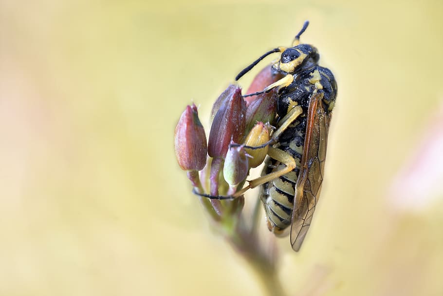 macro, bee, insect, honey, pollen, nature, wings, hive, flower HD wallpaper