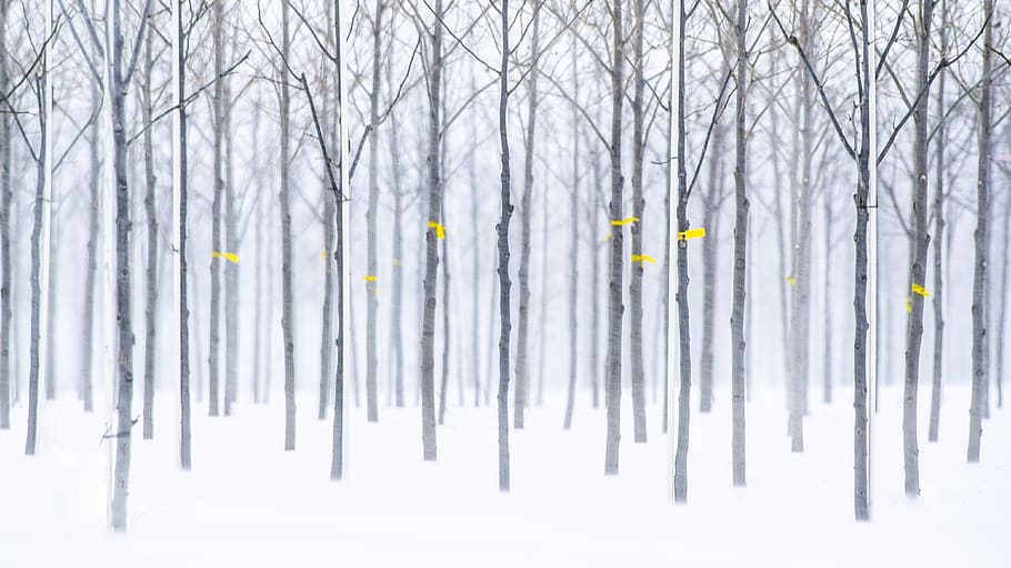 trees, winter, orchard, tagged, snow, nature, cold, landscape HD wallpaper