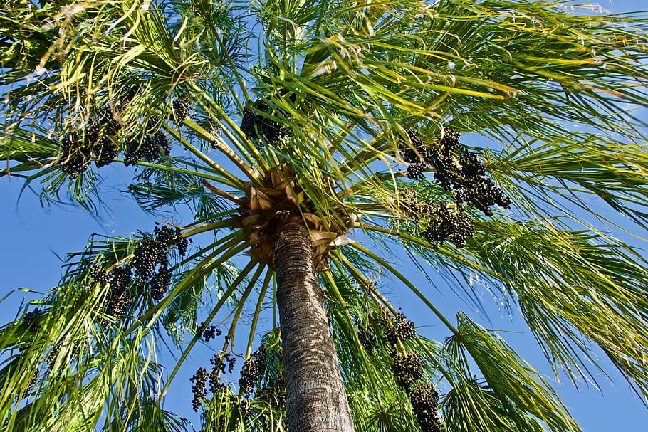 palm, tree, fruit, leaves, nature, harvest, growth, tropical HD wallpaper